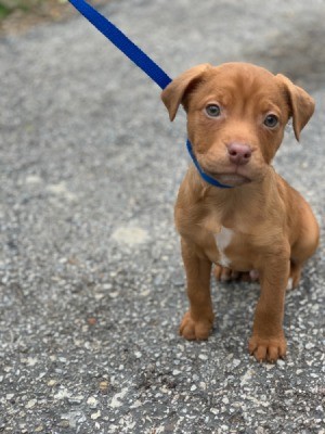 What Breed Is My Dog? - light brown Pit looking puppy