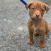 What Breed Is My Dog? - light brown Pit looking puppy