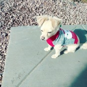 What Is My Chihuahua Mixed With? - small cream colored dog