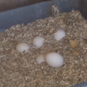 Duck Not Sitting on Eggs - eggs in a wood chip filled container