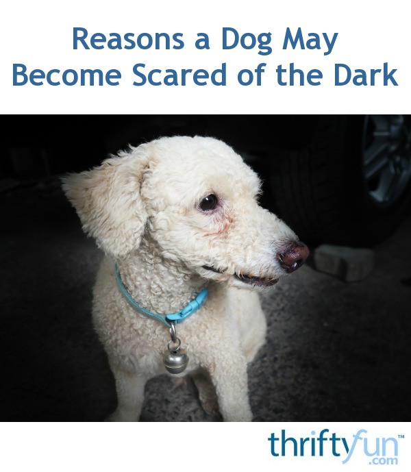 Reasons a Dog May Scared of the Dark? ThriftyFun