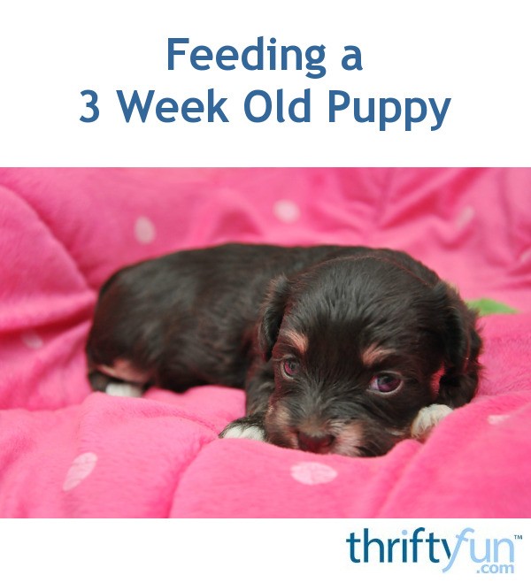 Feeding a 3 Week Old Puppy? ThriftyFun