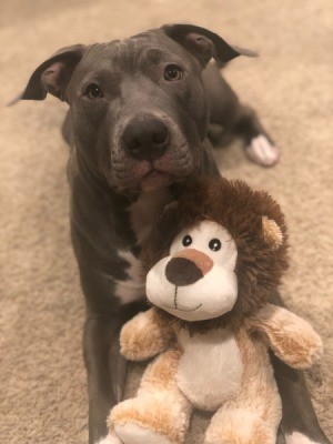 Is My Dog an American Pit Bull Terrier? - dog with a stuffed lion