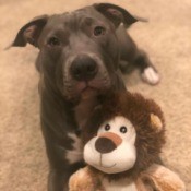 Is My Dog an American Pit Bull Terrier? - dog with a stuffed lion