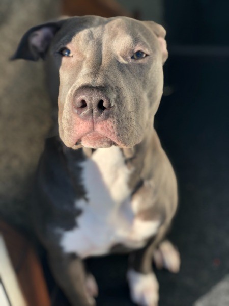 Is My Dog an American Pit Bull Terrier?