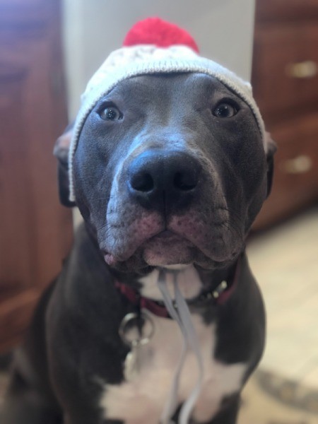 Is My Dog an American Pit Bull Terrier?
