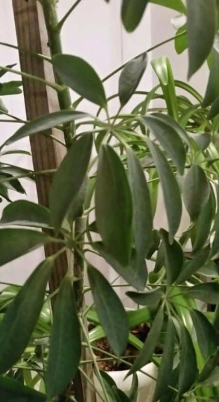 Identifying a Houseplant - tall foliage houseplant