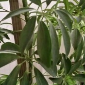 Identifying a Houseplant - tall foliage houseplant