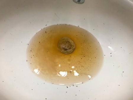 A collection of dirt and drain flies that came up from the drain as it cleared.