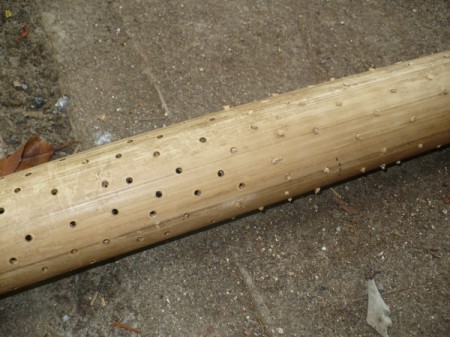 Making a Bamboo Rainstick - view of the bamboo with holes and sealed holes