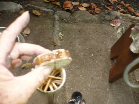 Making a Bamboo Rain Stick - cut a plug the size of the opening and glue in place