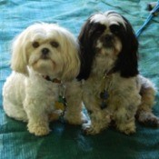 Dog Is Not Drinking Water - two dogs