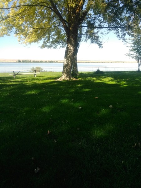 A tree on the bank of the Columbia River in Oregon.