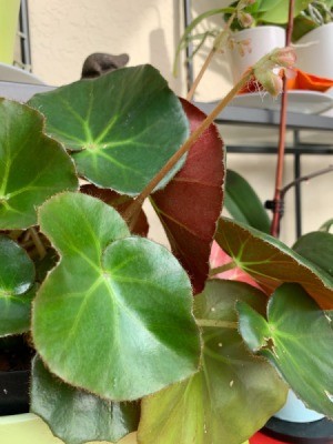 Identifying a Houseplant - round leafed plant