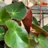 Identifying a Houseplant - round leafed plant