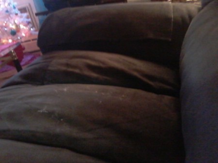 little white bug eggs