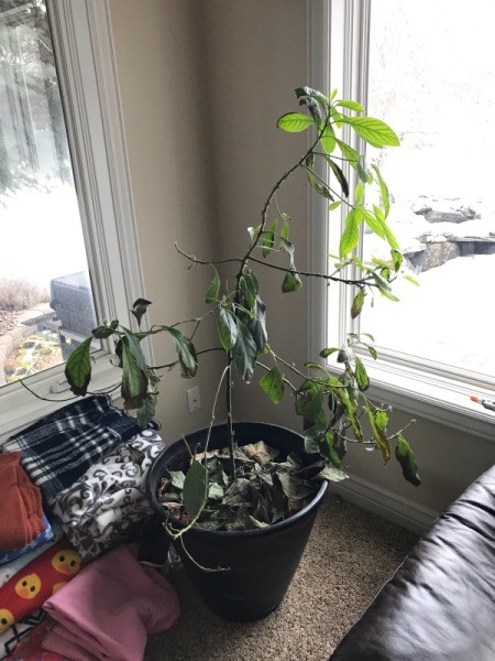 Avocado Tree Losing Leaves