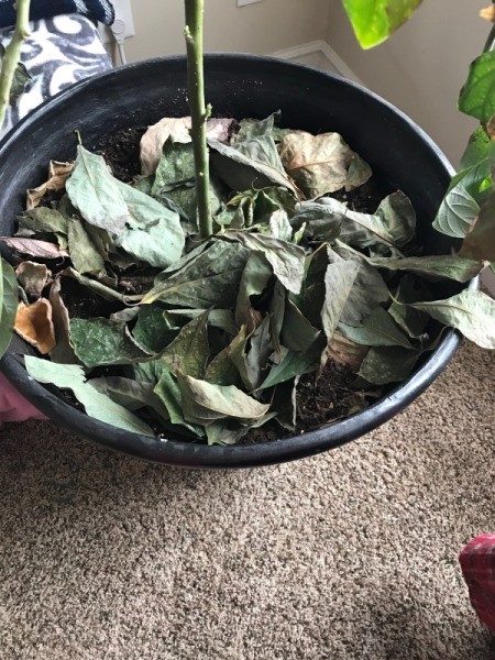 Avocado Tree Losing Leaves