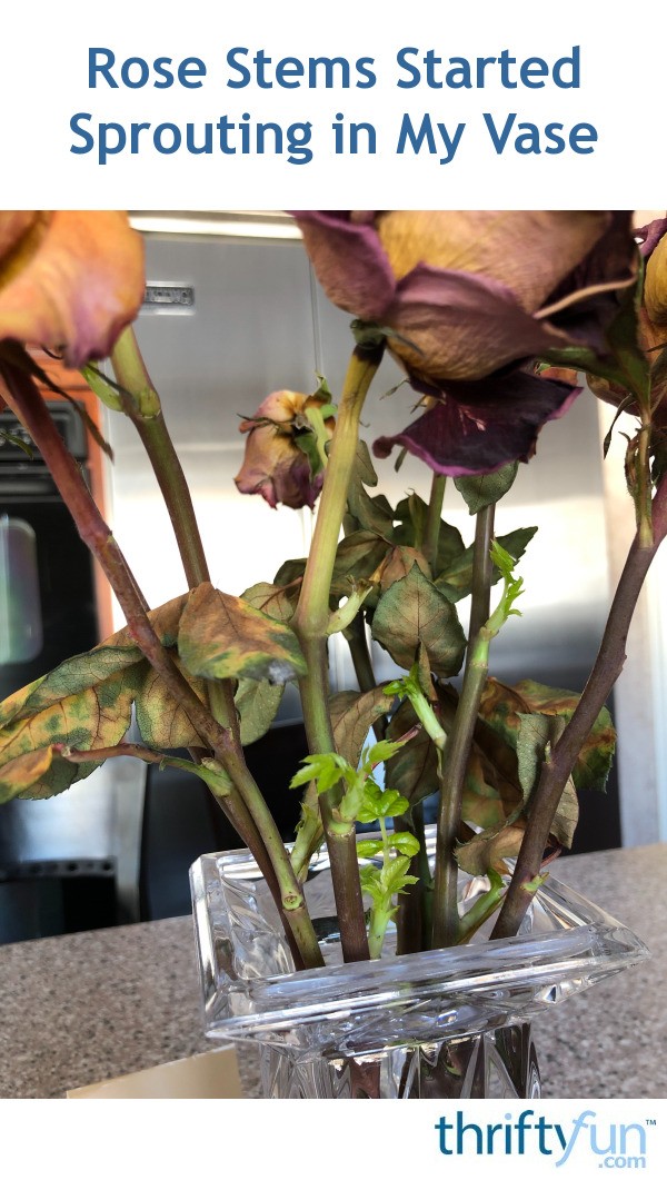 Rose Stems Started Sprouting in My Vase ThriftyFun