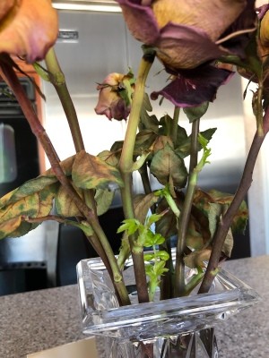 Rose Stems Started Sprouting in My Vase - cut roses starting to sprout in a vase