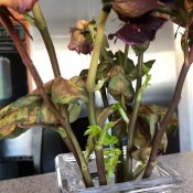 Rose Stems Started Sprouting in My Vase - cut roses starting to sprout in a vase
