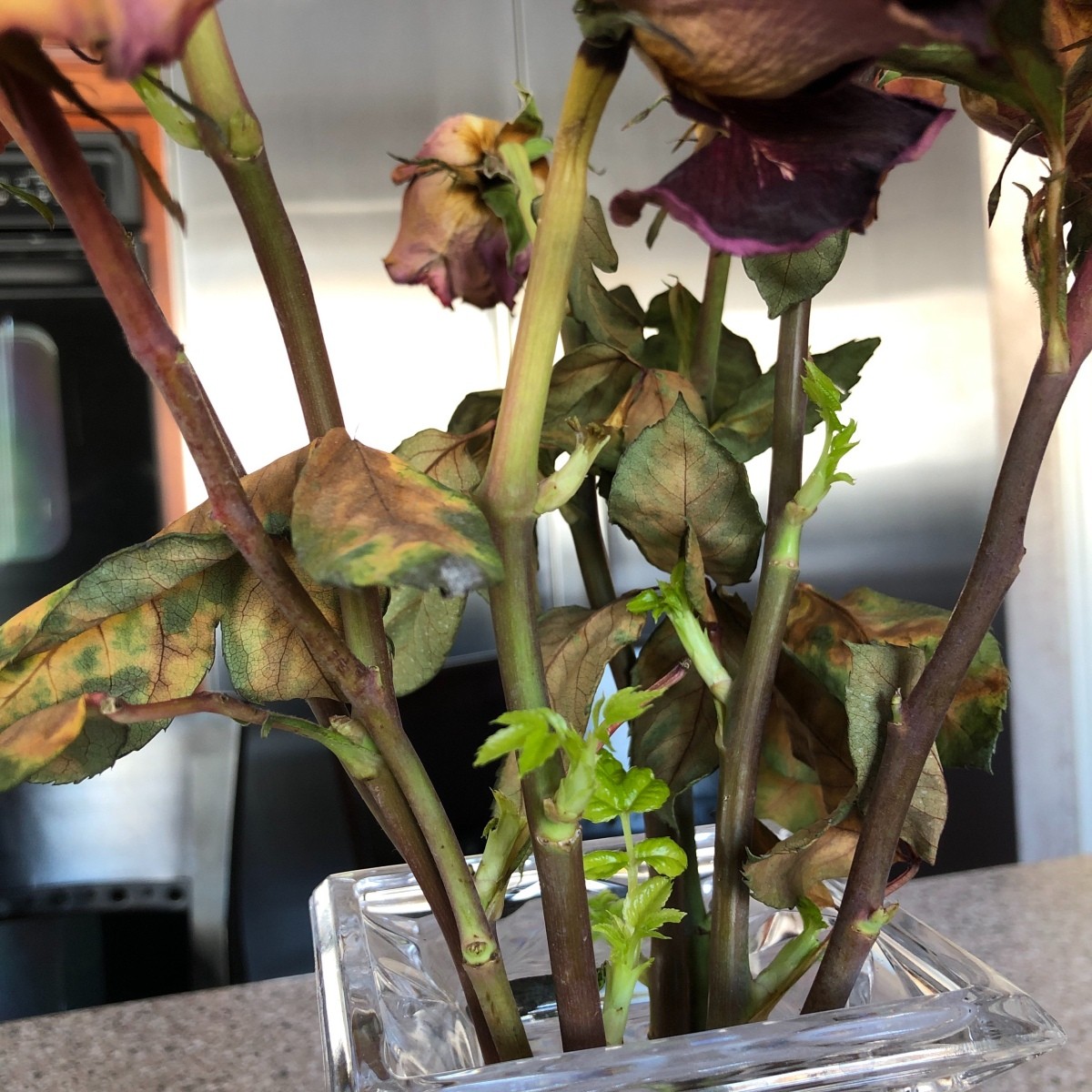 Rose Stems Started Sprouting? | ThriftyFun