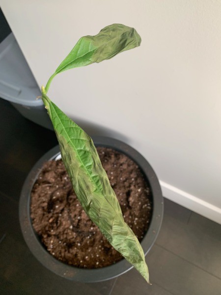 Leaves on Avocado Plant Wilting - wilting leaves