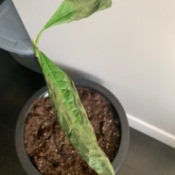 Leaves on Avocado Plant Wilting - wilting leaves