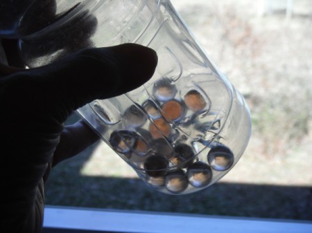 Squirrel Scare Tool - hand shaking the bottle of marbles