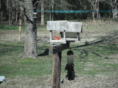 Squirrel Scare Tool - birds back at the feeders