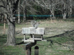 Squirrel Scare Tool - squirrel on feeder