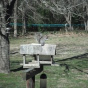 Squirrel Scare Tool - squirrel on feeder
