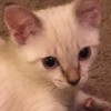 Henry (Siamese Mix) - pretty part Siamese kitten