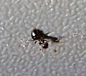 Getting Rid of Tiny Bugs in Your Car - tiny black ant like bug