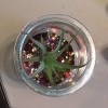 Air Plant with Layered Sand and Glitter - air plant added