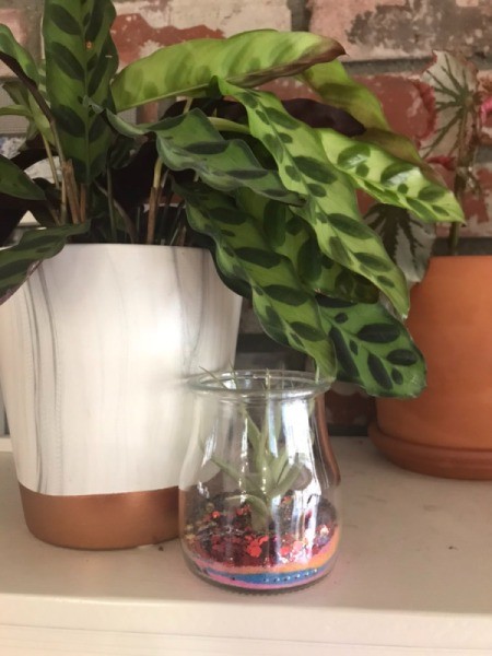 Air Plant with Layered Sand and Glitter - planter next to another houseplant