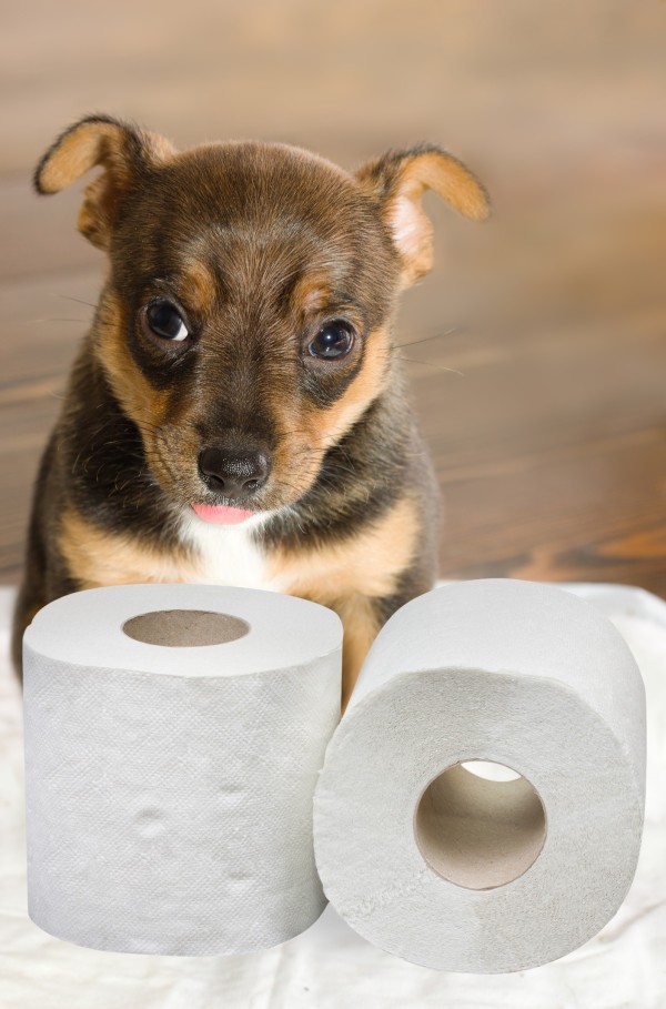 Reinforcing Proper Potty Spot for Your Puppy  - puppy with rolls of TP