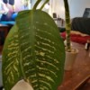Identifying a Houseplant - tall stalked plant with large green leaves and white along leaf veins