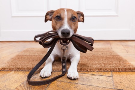 A cute dog with a leather leash.