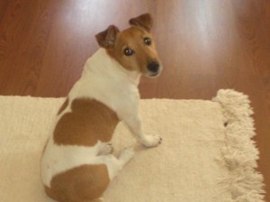 A Jack Russell Terrier sitting on a rug.
