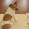 A Jack Russell Terrier sitting on a rug.
