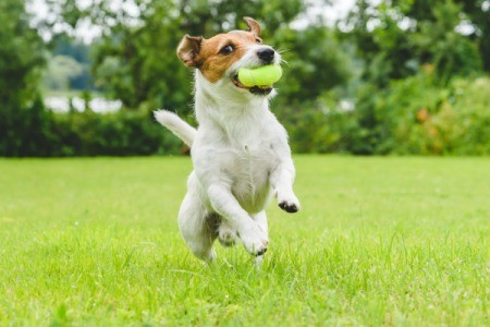 A Jack Russell terrier catching a ball outside.