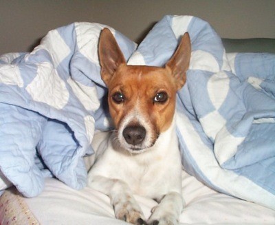 A dog under a blue and white blanket.