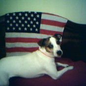 A dog on a couch with an Amercian flag.