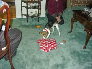 A dog checking out a Christmas present on the floor.