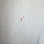 Identifying Insects Eggs - eggs on white fabric