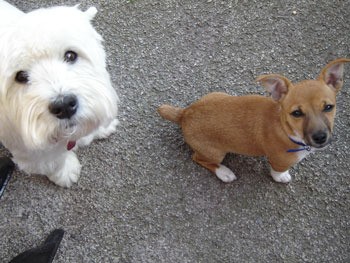 Mia - Jack Russell Terrier with her friend, Dougal - Westie