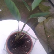 Identifying a Houseplant - elongated leaves on tallish stemmed plant
