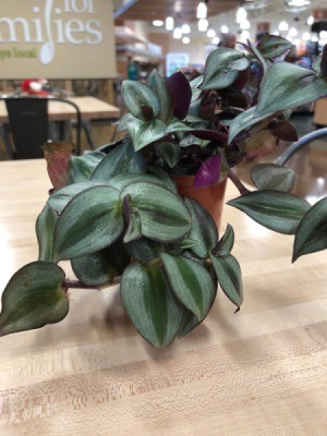 Identifying a Houseplant - trailing plant with light and dark green leaves