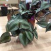 Identifying a Houseplant - trailing plant with light and dark green leaves